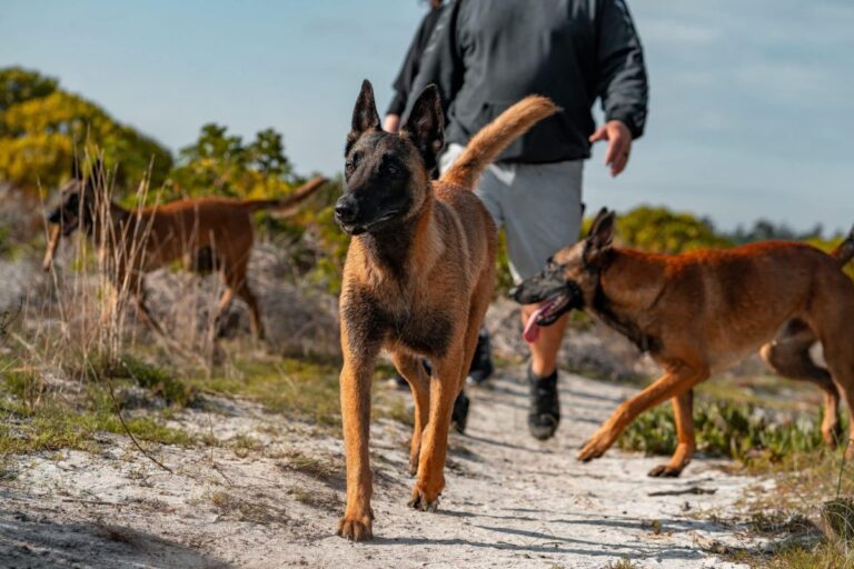 Top 11 Dog Breeds That Turn Every Walk Into An
Adventure