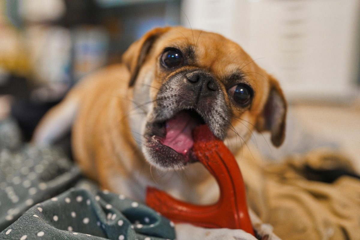 Top 11 Ways Dogs Remind Us Of Life’s Simple Joys