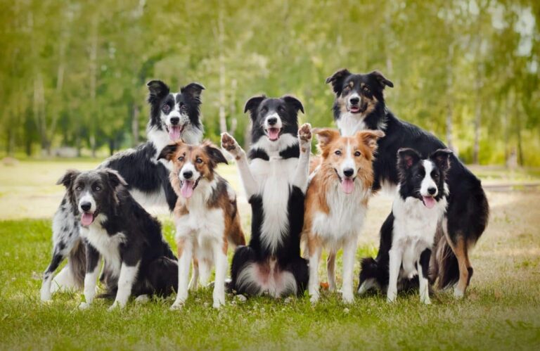 Top 13 Dog Breeds That Are More Than Pets—They’re
Family