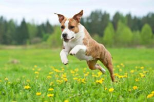 Top 13 Dog Breeds That Prove Loyalty Is Their
Superpower