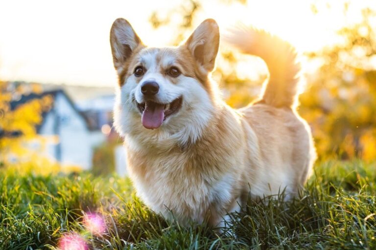 Top 15 Dog Breeds That Bring Out the Best in Every
Moment