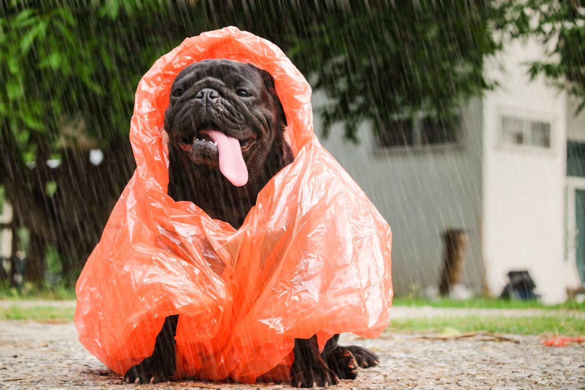 Top 15 Dog Breeds That Make Even Rainy Days Feel Warm And
Bright