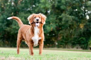 Top 15 Dog Breeds That Will Always Make You Smile