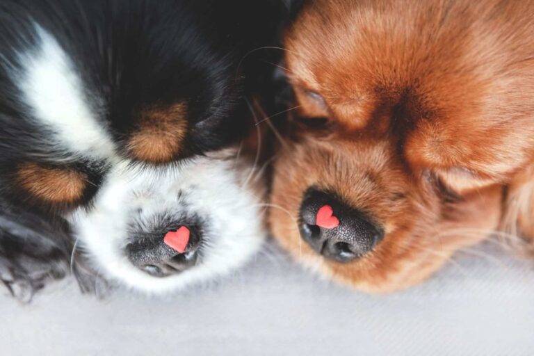 Top 9 Dog Breeds That Shine Brightest In Homes Full Of
Love