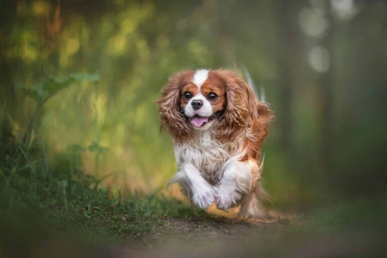 Top 9 Dog Breeds That Fill Your Heart With Happiness Every
Day