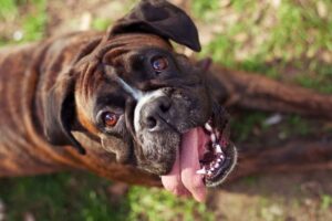 Top 9 Dog Breeds That Turn Sadness Into Smiles
Instantly