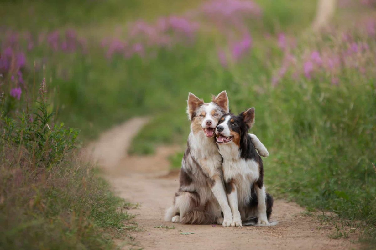 Ultimate 11 Dog Breeds That Will Turn Your Life Into A Love
Story