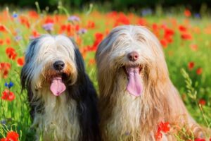 Ultimate 13 Dog Breeds That Make Every Family Feel
Complete