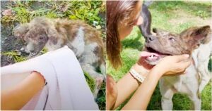 Woman Wrangles Snapping Stray With Jacket And Goes In For A
Kiss