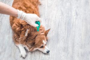 Applying flea drops to a dog with gloves