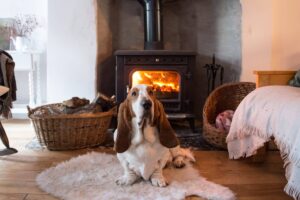 13 Dog Breeds That Make Any House Feel Like A Home Sweet
Home