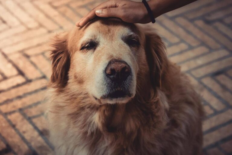 15 Heartwarming Reasons Senior Dogs Are Life-Changing
Companions