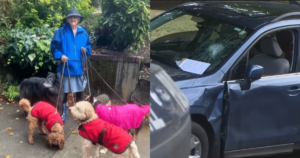 80-Year-Old Seattle Woman Tragically Killed Defending Her
Dogs in Carjacking