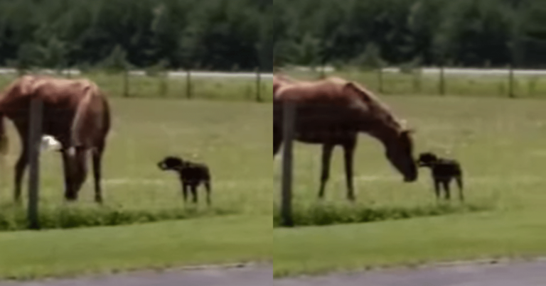 A True Friend: Dog Brings Treat to His Horse
Companion