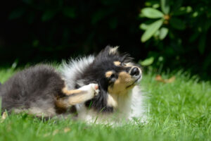 dog scratching its ear outdoors