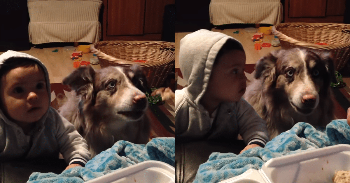 Baby’s First Word? Not Yet—Dog Says “Mama” Instead!