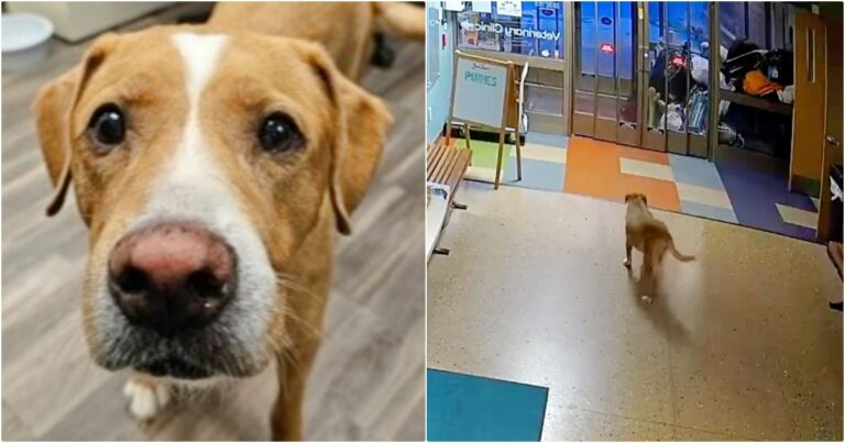 Dog ‘Checks Himself’ Out Of Shelter Because He Knew Where He
Wanted To Be