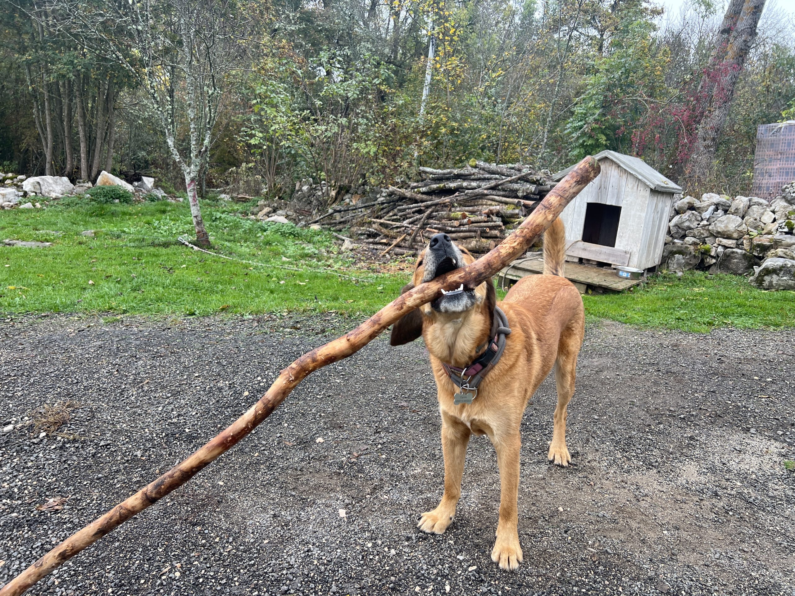 Lava with stick