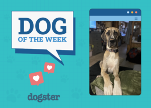 Dog of the week