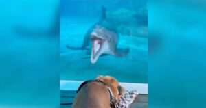 Dolphins Bring Toys And Smiles To Cheer Up Dog Who Lost His
Balance