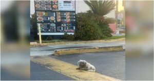 Drive-Thru Customers Rolled Past Dog Beneath Menu And Did
Nothing