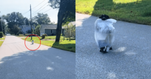 Friendly Labrador Greets Pedestrian Carrying His Hilarious
“Gift”