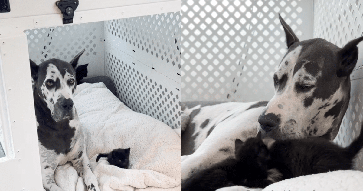 Great Dane’s Motherly Instinct Shines as She Adopts Orphaned
Kittens