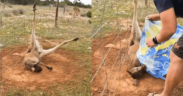 Hoppy Day for Kangaroo Rescued From Barbed Wire by Kind
Strangers