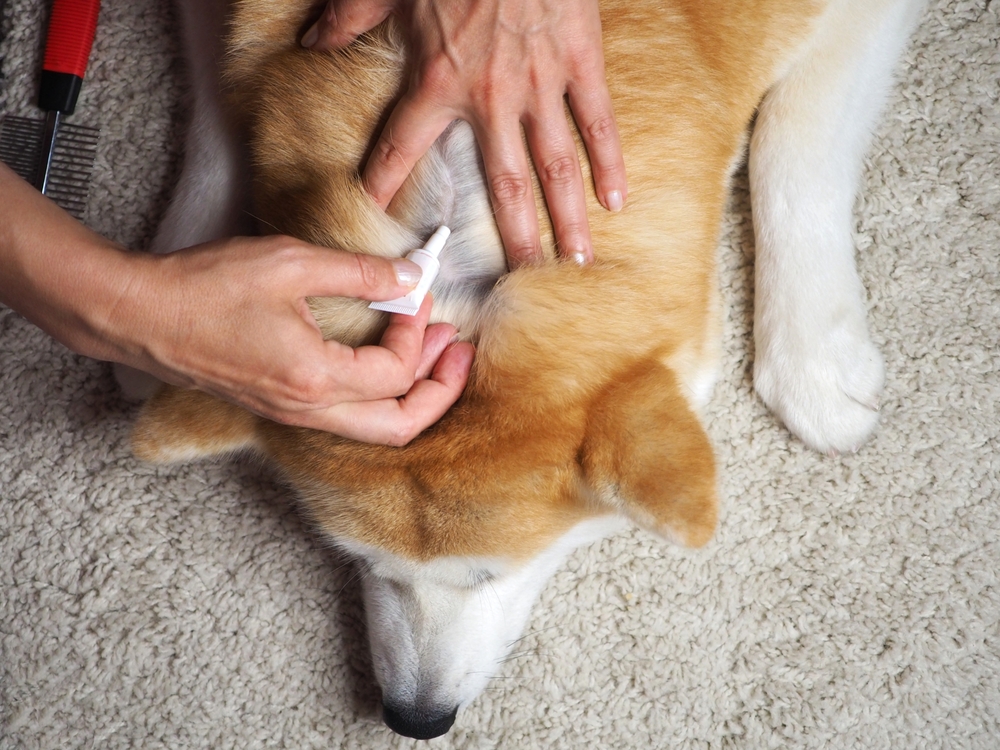 owner applies flea and tick drops to the withers of a large red dog