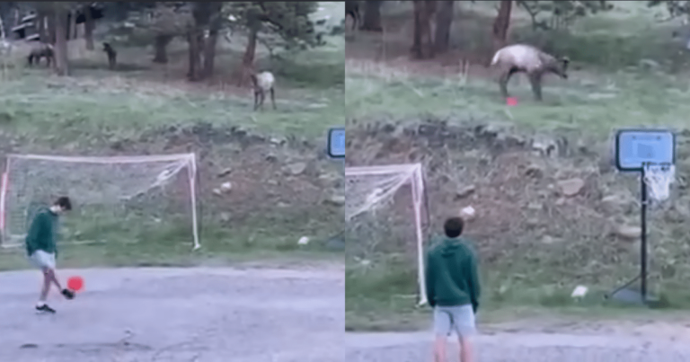 Kids’ Soccer Game Takes a Wild Turn When Elk Joins the
Fun