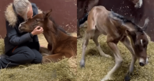 Little Foal Born With Twisted Legs Defies Odds to Run for
the First Time