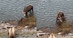 Mama Moose Faces Down Grizzly to Protect Her Baby in Intense
Standoff