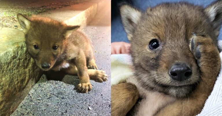 Man Saves Vulnerable Puppy Stranded On Road But He Wasn’t A
Dog At All