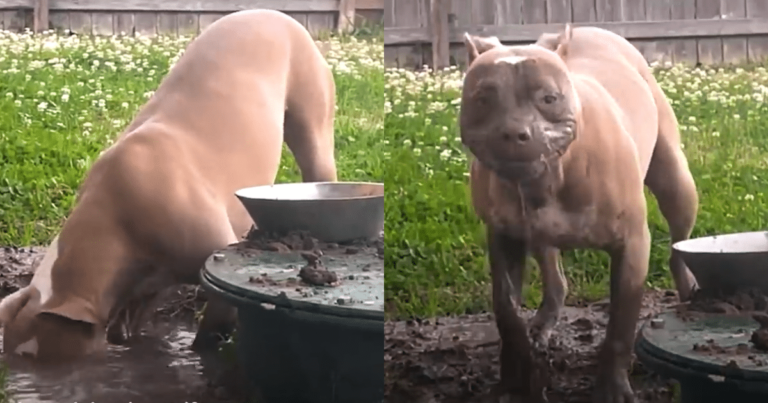 Rescue Pittie Becomes Beauty Queen with DIY Mud Masks and
Makeup