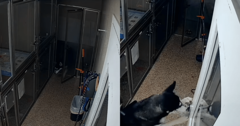 Shelter Dog Escapes Kennel at Night to Pull Off Snack
Stealing Mission