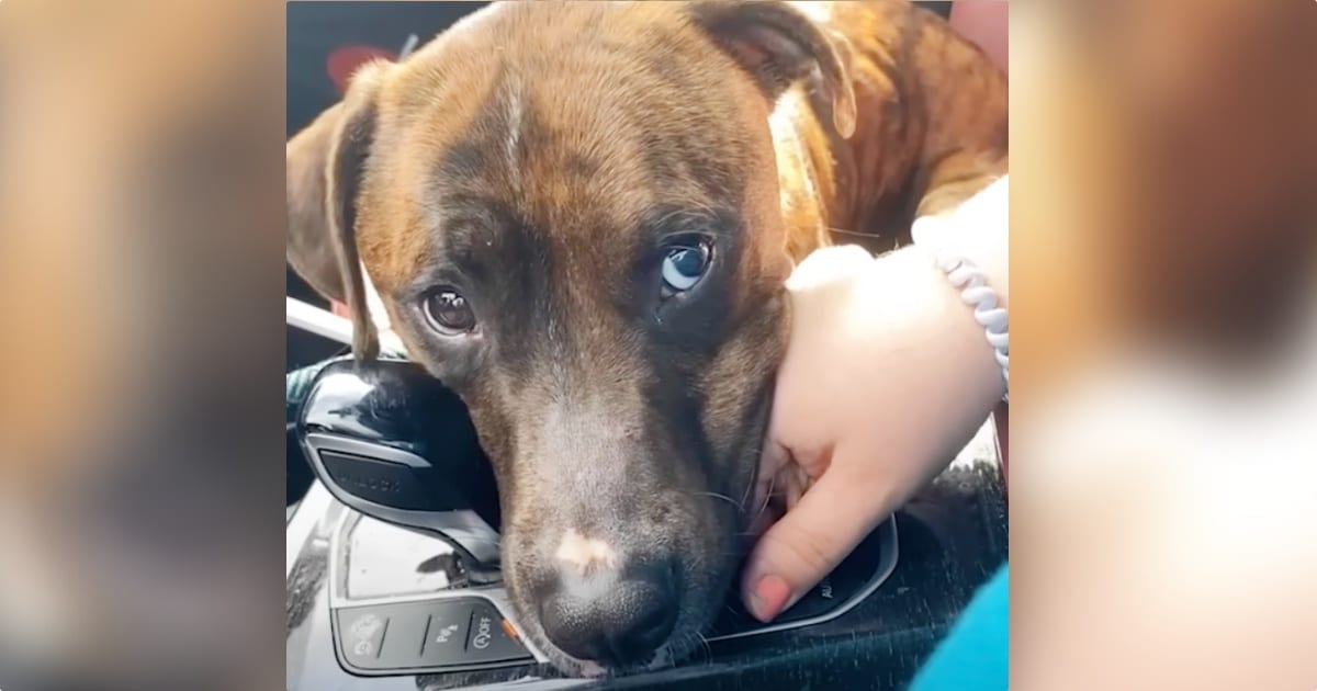 Shelter Dog Won’t Let Go Of Woman On Their Ride Home, ‘She’s
Mine Now’