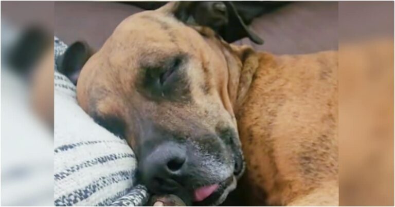 Stray Walks In And Climbs Onto Stranger’s Couch, ‘Welcome
Home I Guess’