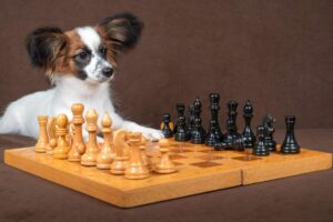 The 13 Most Intelligent Dog Breeds That Stun With Their
Smarts