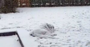 This ‘Snow Pile’ In Woman’s Yard Is Actually Alive