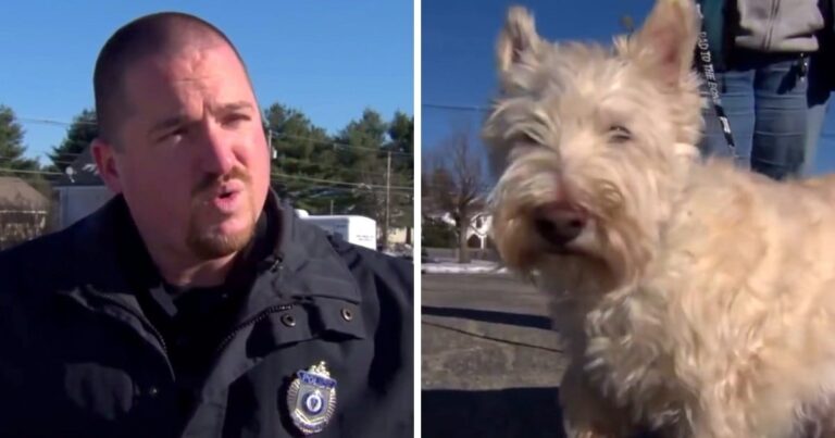 Tiny Dog Runs Up To Police Officer And Starts Barking
Loudly, Begged Cop To Follow Him