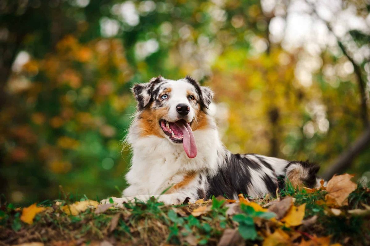 Top 11 Dog Breeds That Add Fun And Joy To Every
Family