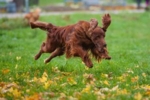 Top 11 Dog Breeds That Make Every Day Feel Like A
Celebration