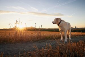 Top 11 Reasons Dogs Are The Perfect Reminder To Live In The
Moment