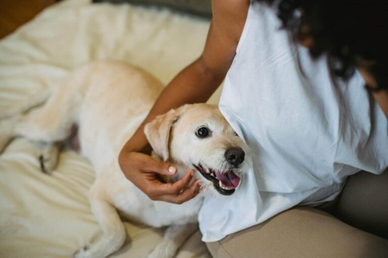 Top 11 Reasons Dogs Know How to Heal Hearts Without Saying a
Word