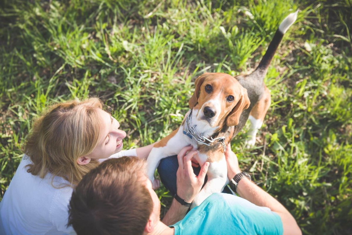 Top 13 Dog Breeds That Are Perfect for Families Who Want a
Best Friend