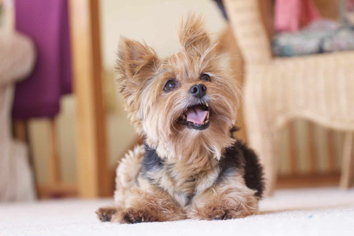 Top 13 Dog Breeds That Know Exactly How To Win Your
Heart