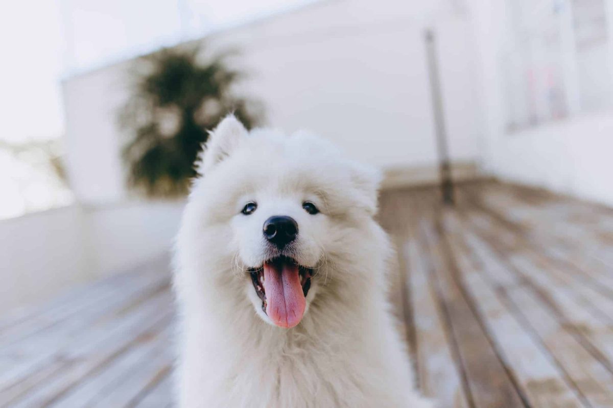 Top 13 Dog Breeds That Will Always Keep You Smiling