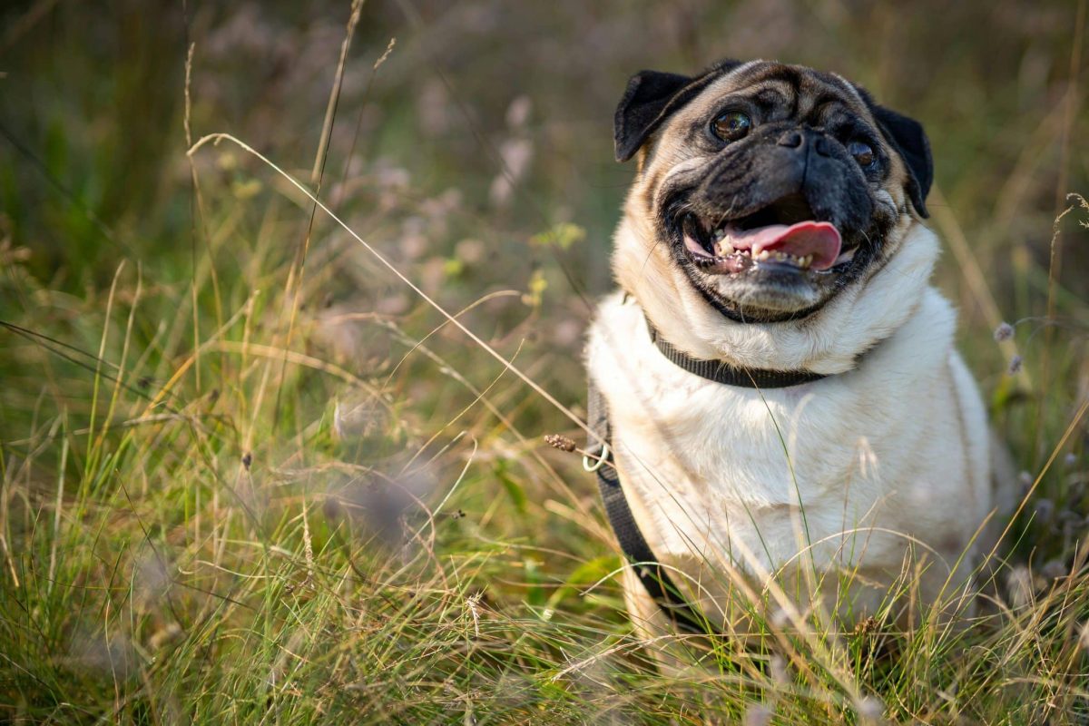 Top 13 Dog Breeds Who Bring Light To The Darkest Of
Days