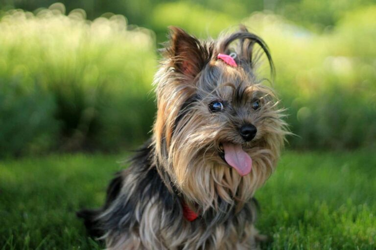 Top 15 Dog Breeds That Fill Your Heart With Joy Every
Day