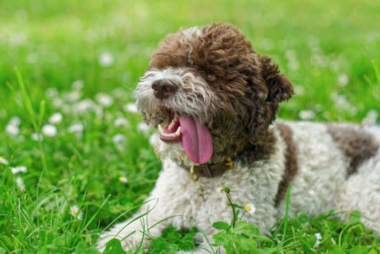 Top 7 Dog Breeds That Fill Every Day With Joy and
Comfort